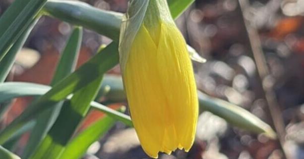 Here are some things to do right now in your garden - Vimarsana News