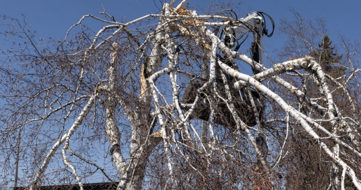 Are ‘exploding trees’ real? What an Ontario arborist says