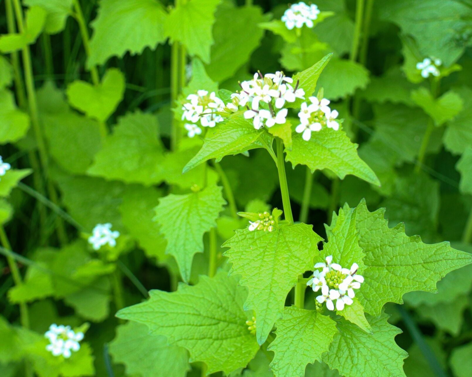 Garlic mustard, an aggressive invader, is overwhelming Ontario forests and backyards — image 3