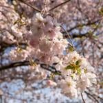 RBG에서 벚꽃이 절정을 맞았습니다.