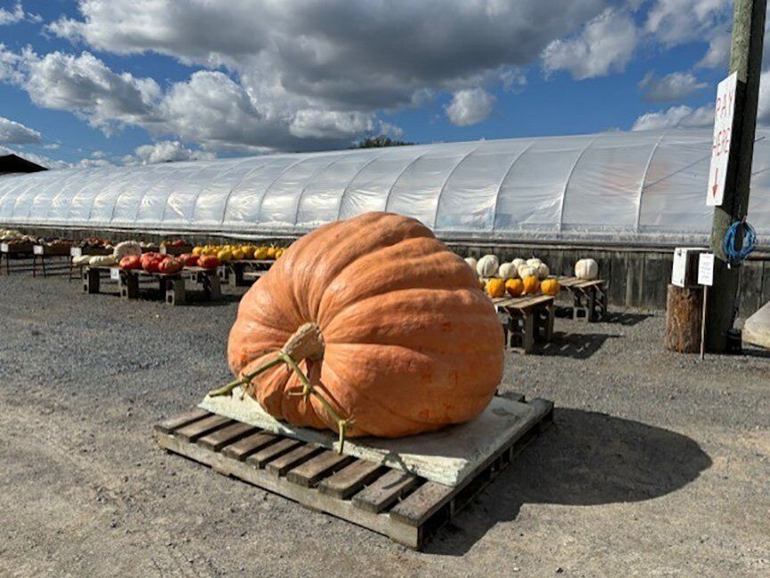 Prizewinning pumpkin could be Ontario's biggest ever