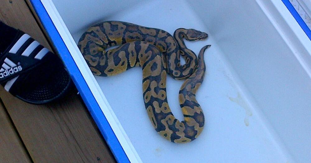 Pythons scary for kids — and parents