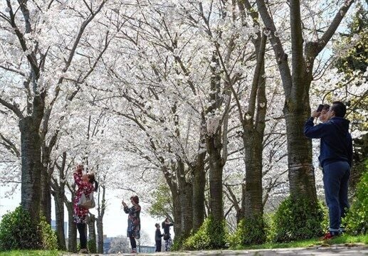 cherry trees at Spencer Smith Park