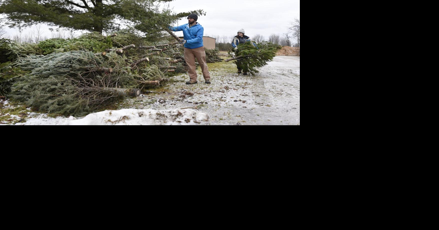 Conservation Halton hosting drivethru Christmas tree drop off in