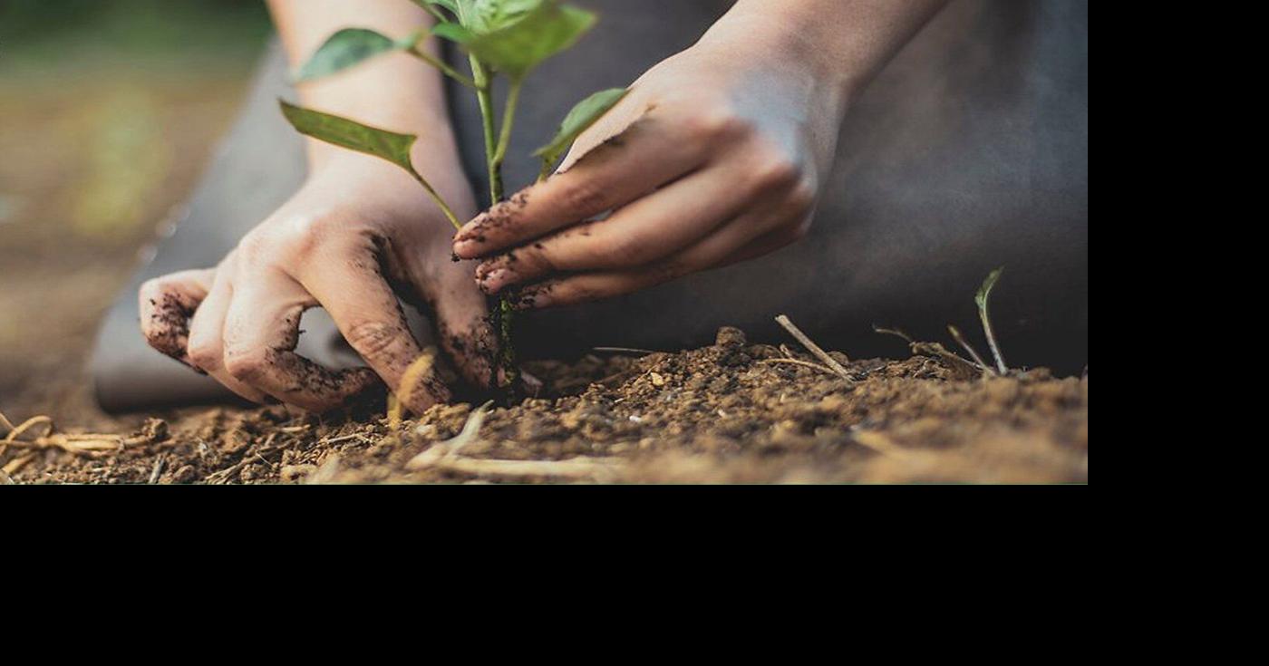 Oakville updates private tree protection bylaw