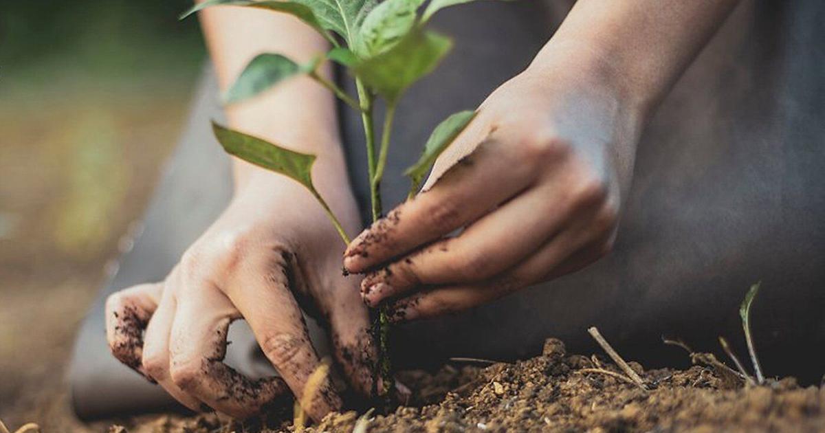 Oakville updates private tree protection bylaw