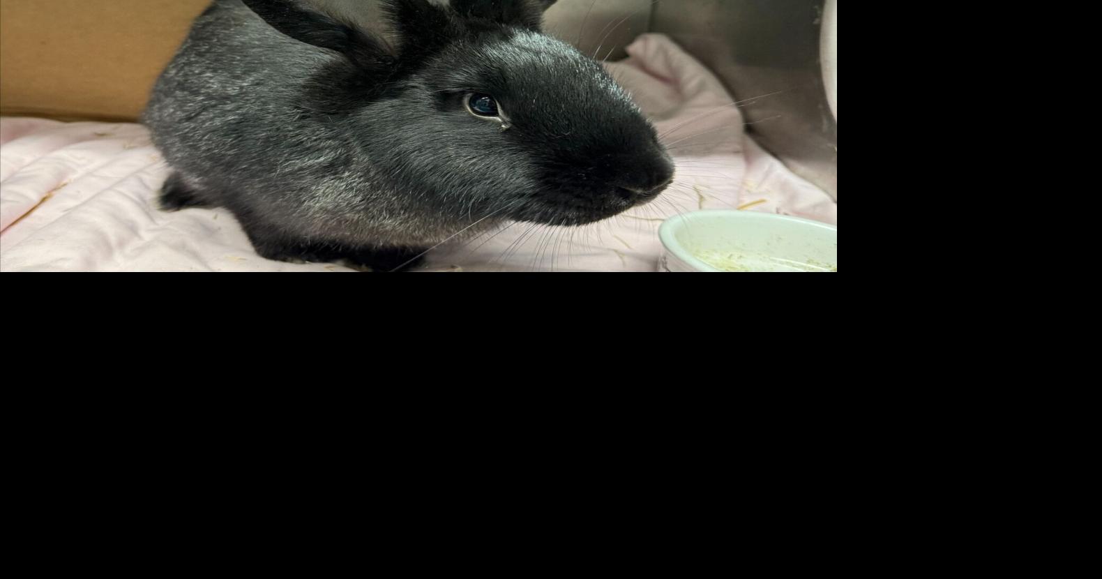 Humane Society Oakville Milton Halton rabbit adoption