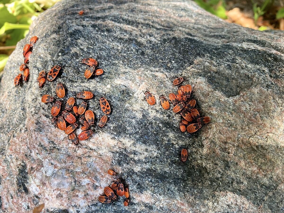 Red firebug swarms in Ontario: How to keep them out