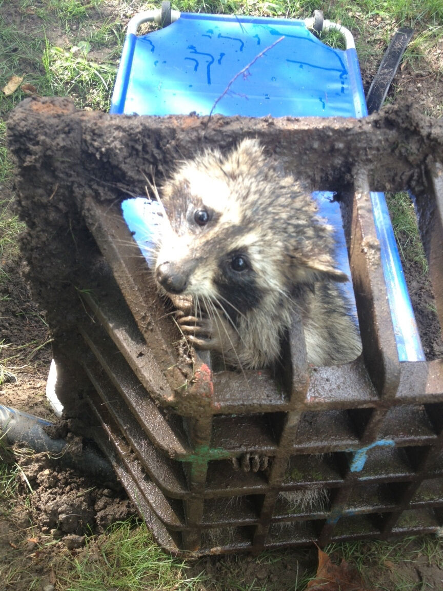 Raccoon gets head stuck in sewer grate