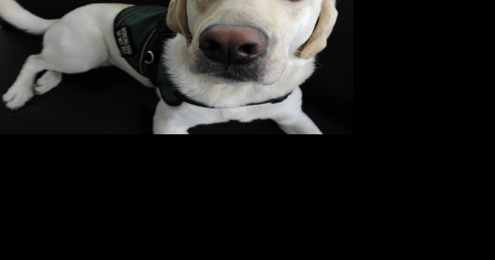 Victim Services Toronto rolls out new trauma dog program