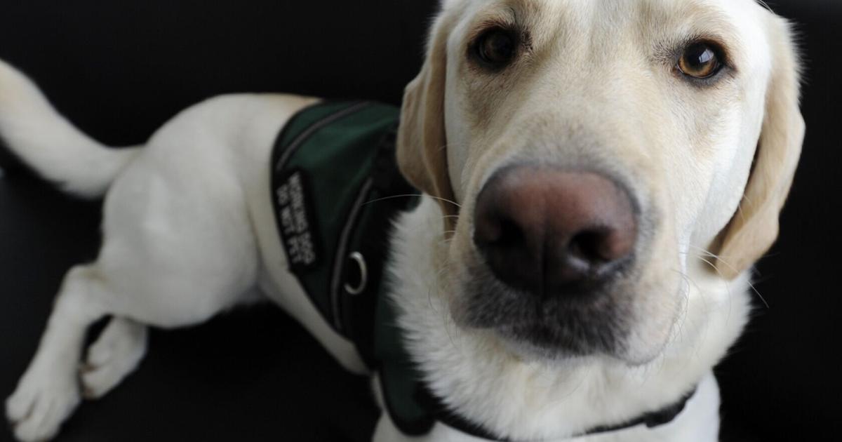 Toronto Protection Dogs Victim Services Toronto rolls out new trauma dog program