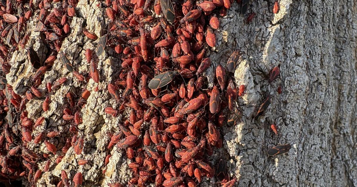 Boxelder Bugs Ontario: Identification and Removal Tips