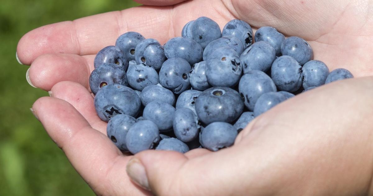 Ontario raspberries, blueberries almost ripe for picking