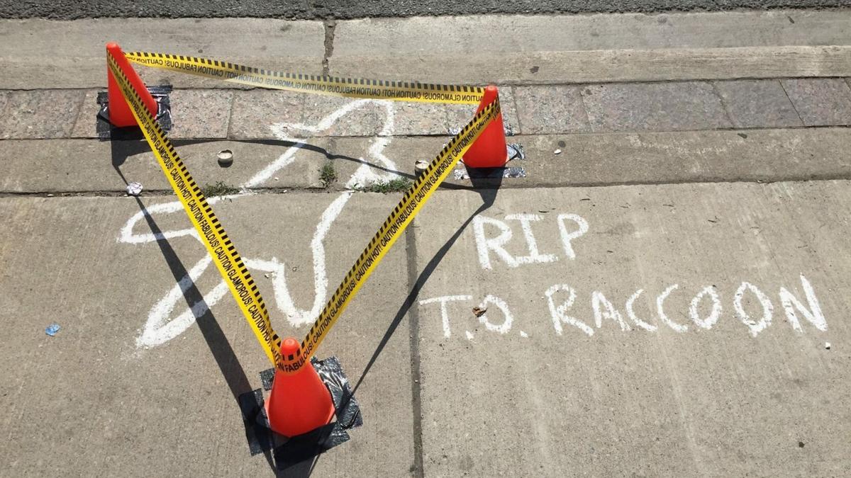 Viral dead Toronto racoon commemorated with plaque
