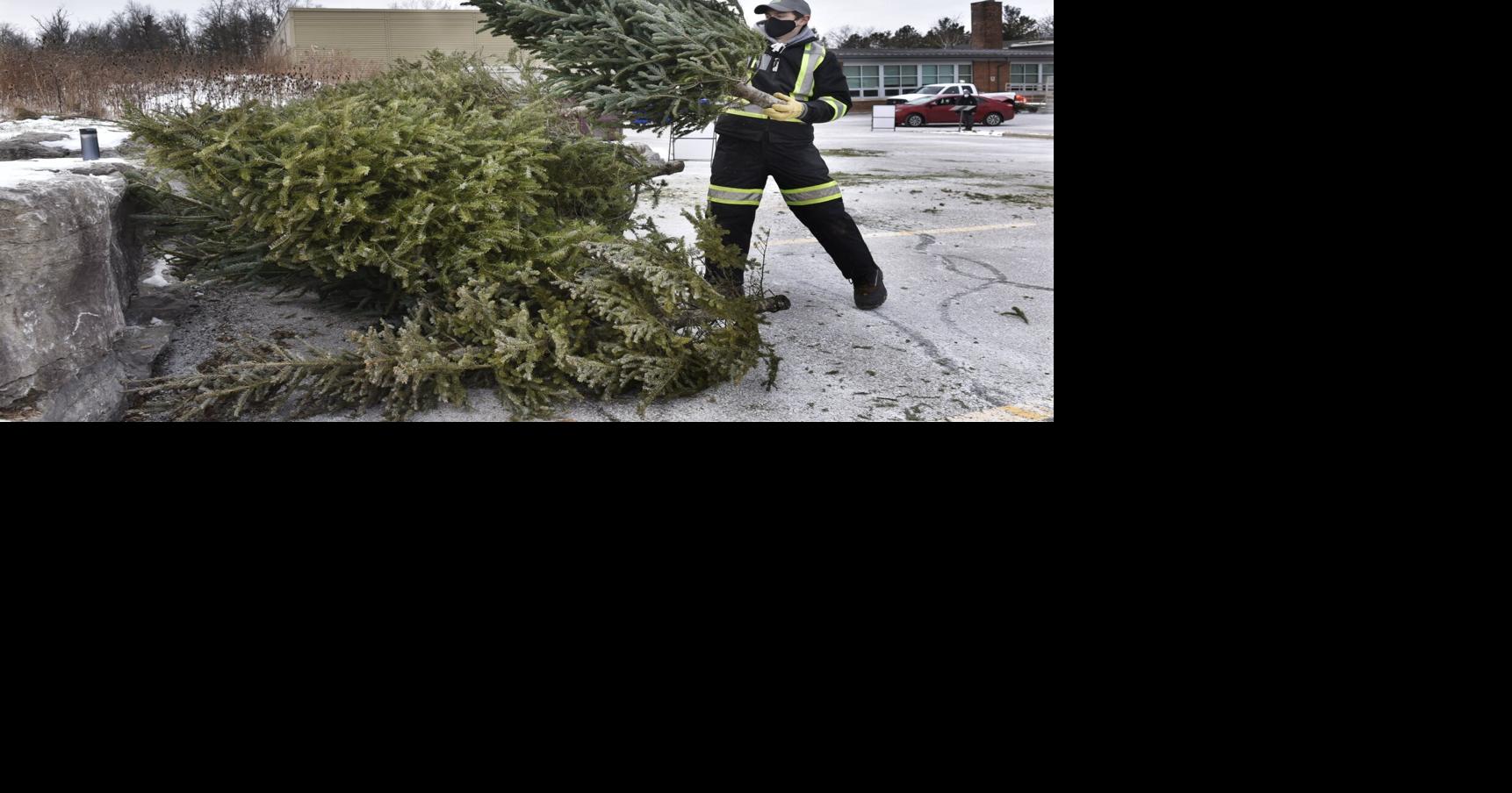Old Christmas trees regifted for Halton environmental projects