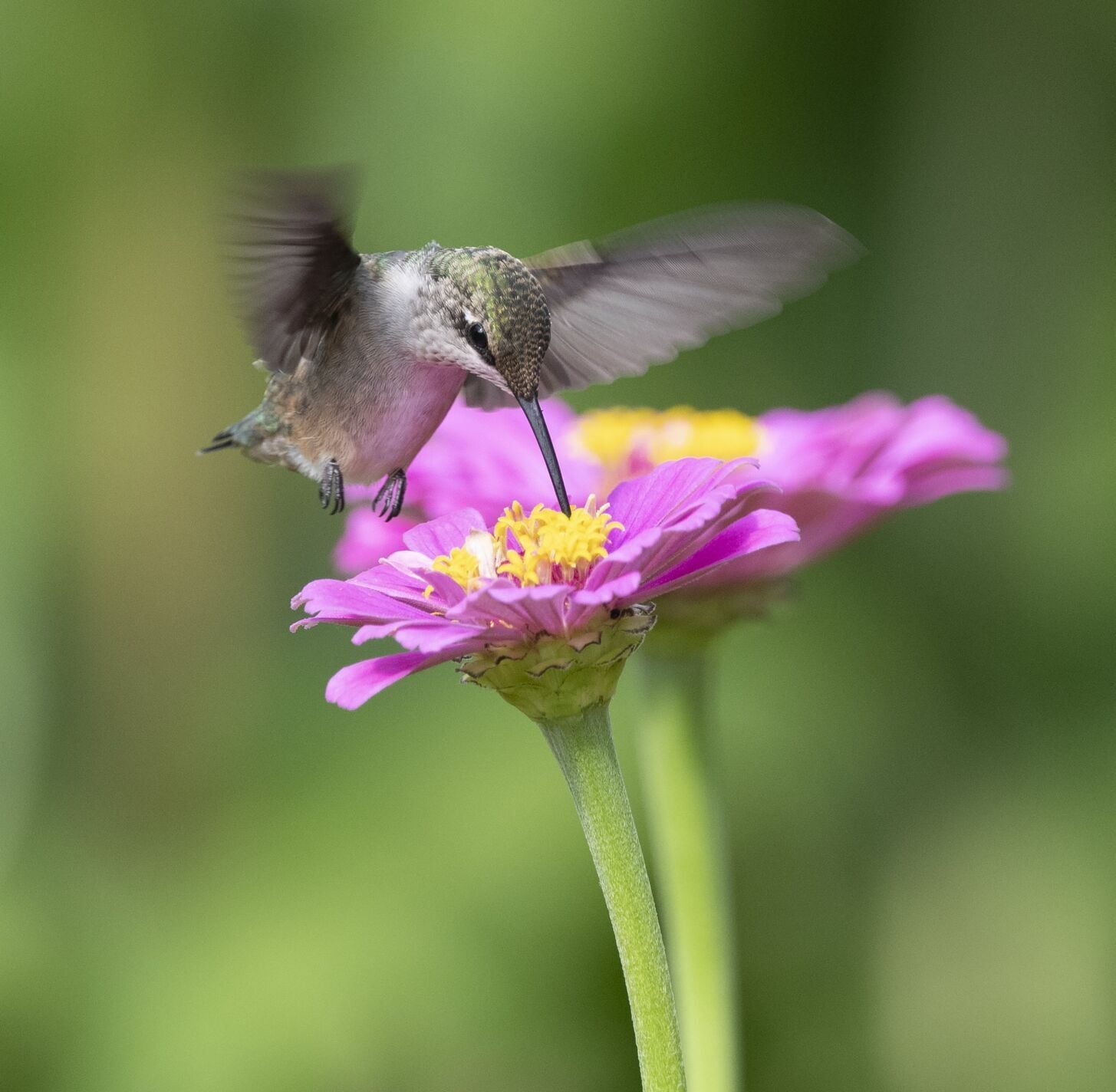 Hummingbirds Inside 2026 Hummingbird Migration Ontario: When to Put Out Feeders