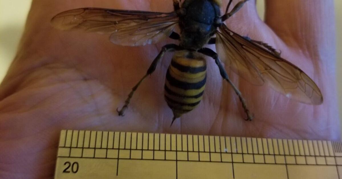 Can Murder Hornets Survive in Cold Weather: Shocking Truth Revealed