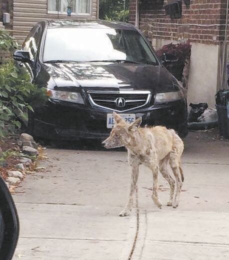 Call Toronto Wildlife Centre If You See A Sick Coyote