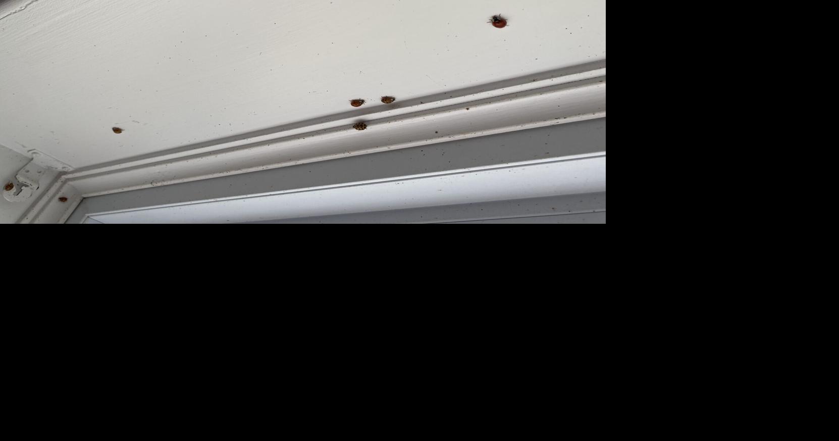 What’s with the ladybugs trying to invade my Ontario house?