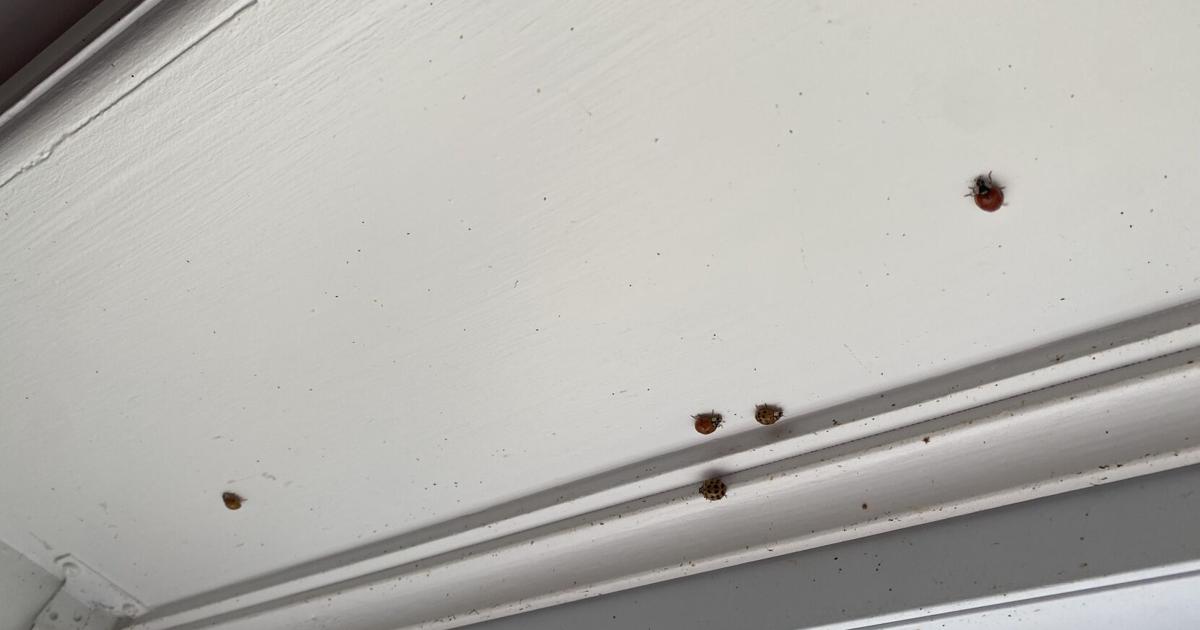 Ont Ladybugs What’s with the ladybugs trying to invade my Ontario house?
