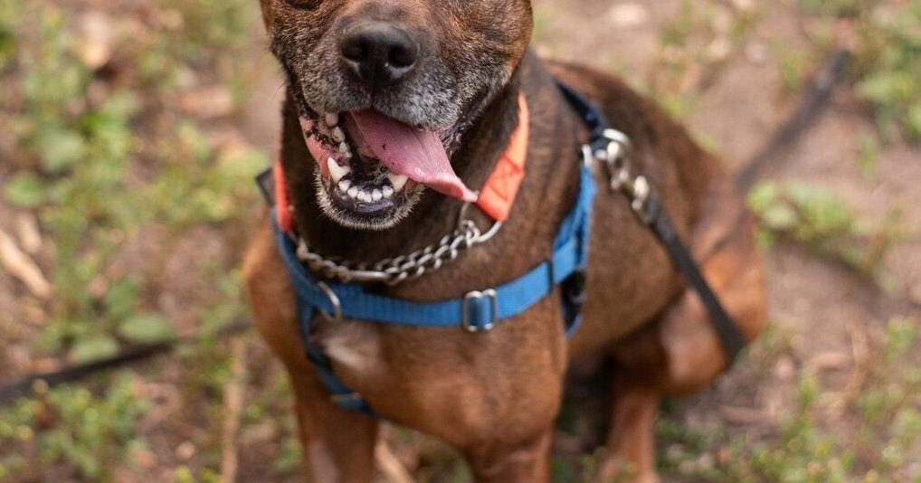 Adopt Rudy at Oakville Milton Halton humane society