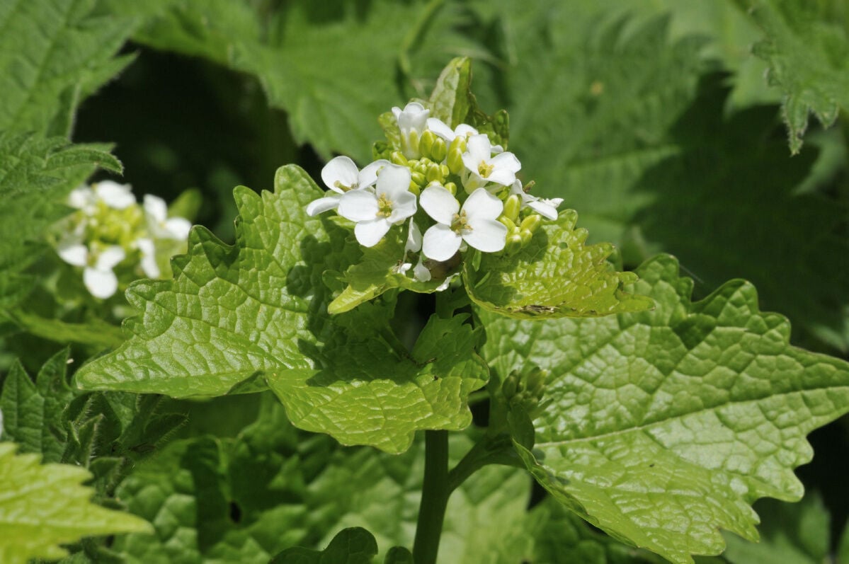 Garlic mustard, an aggressive invader, is overwhelming Ontario forests and backyards — image 2