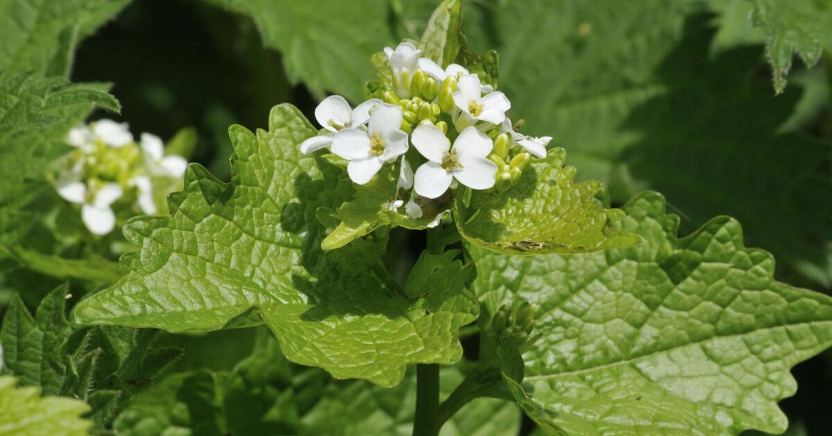 Garlic mustard, an aggressive invader, is overwhelming Ontario forests and backyards