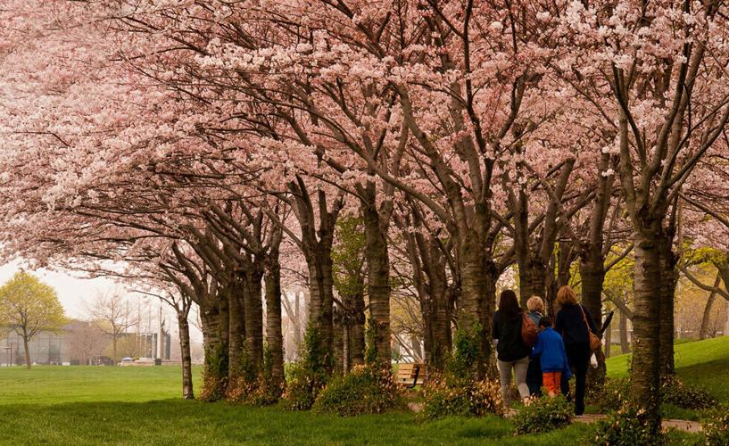 Sakura Festival celebrates twinning of Burlington, Itabashi