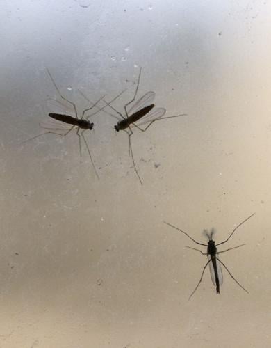 Common Beach Insects Ontario beach bugs that might bite you this summer