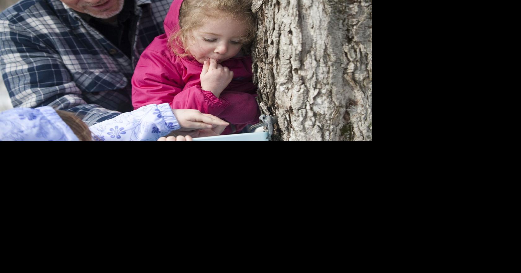 Maple syrup days are here at Conservation Halton parks