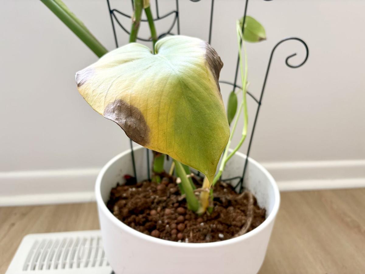 I asked an Ontario expert what's secretly killing my plants