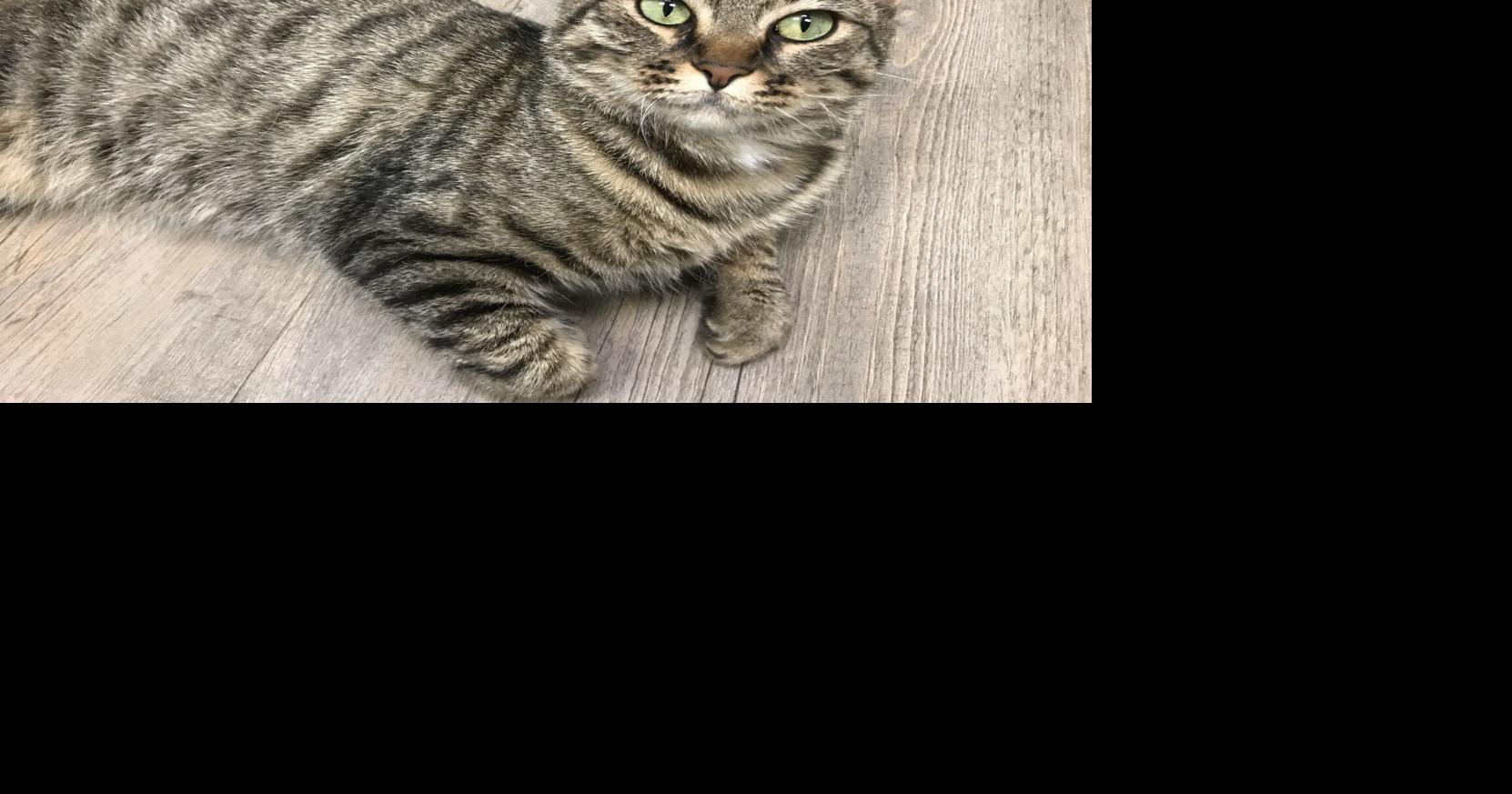 Ducttaped cat Lucky recovering well