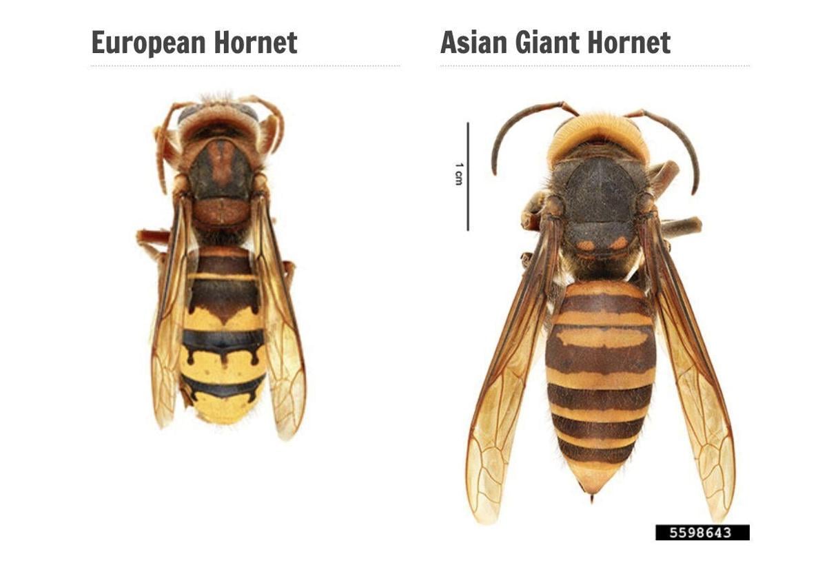 Can Murder Hornets Survive in Cold Weather: Shocking Truth Revealed