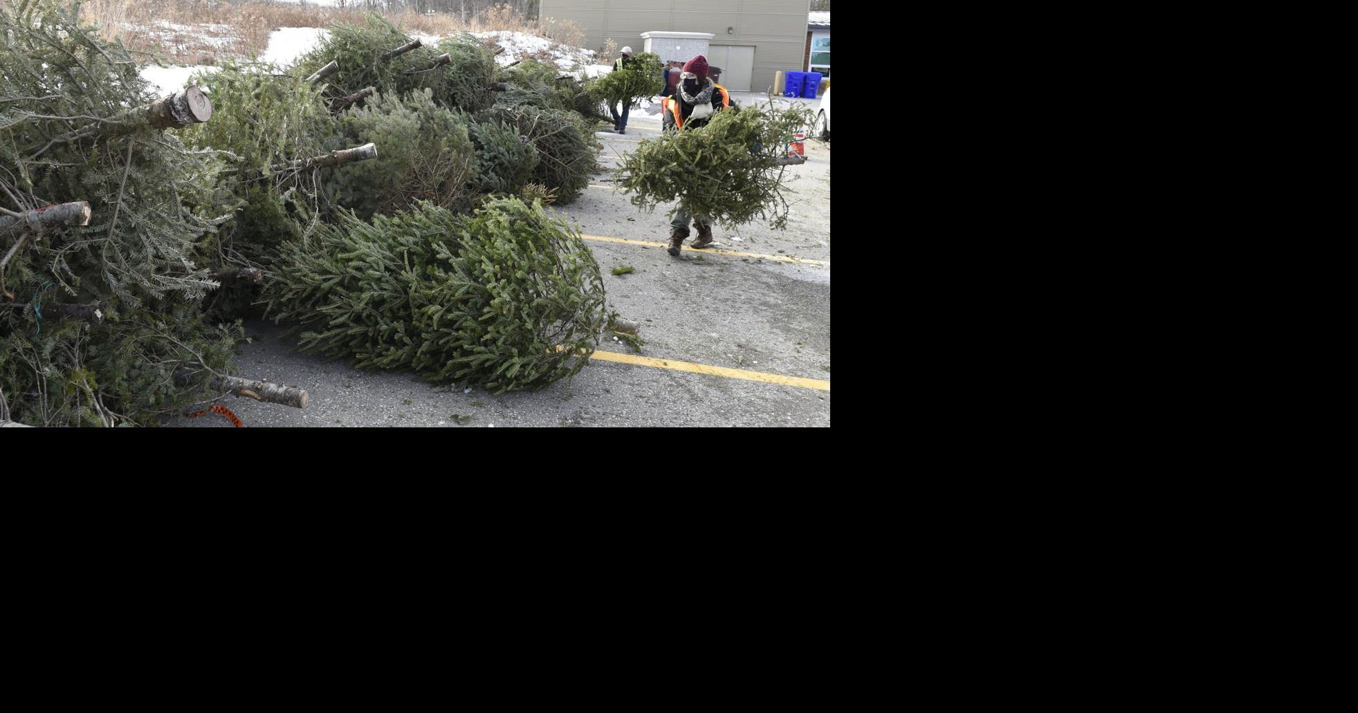 Conservation Halton to use hundreds of donated Christmas trees for