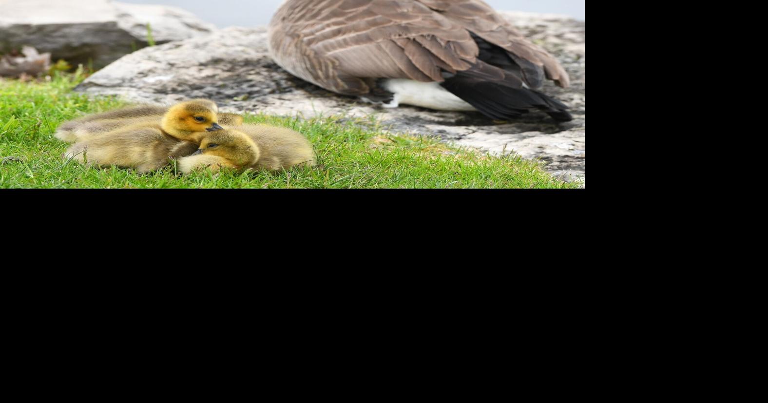 Laurier Goose Attack: Why Ontario Geese Are Aggressive Now