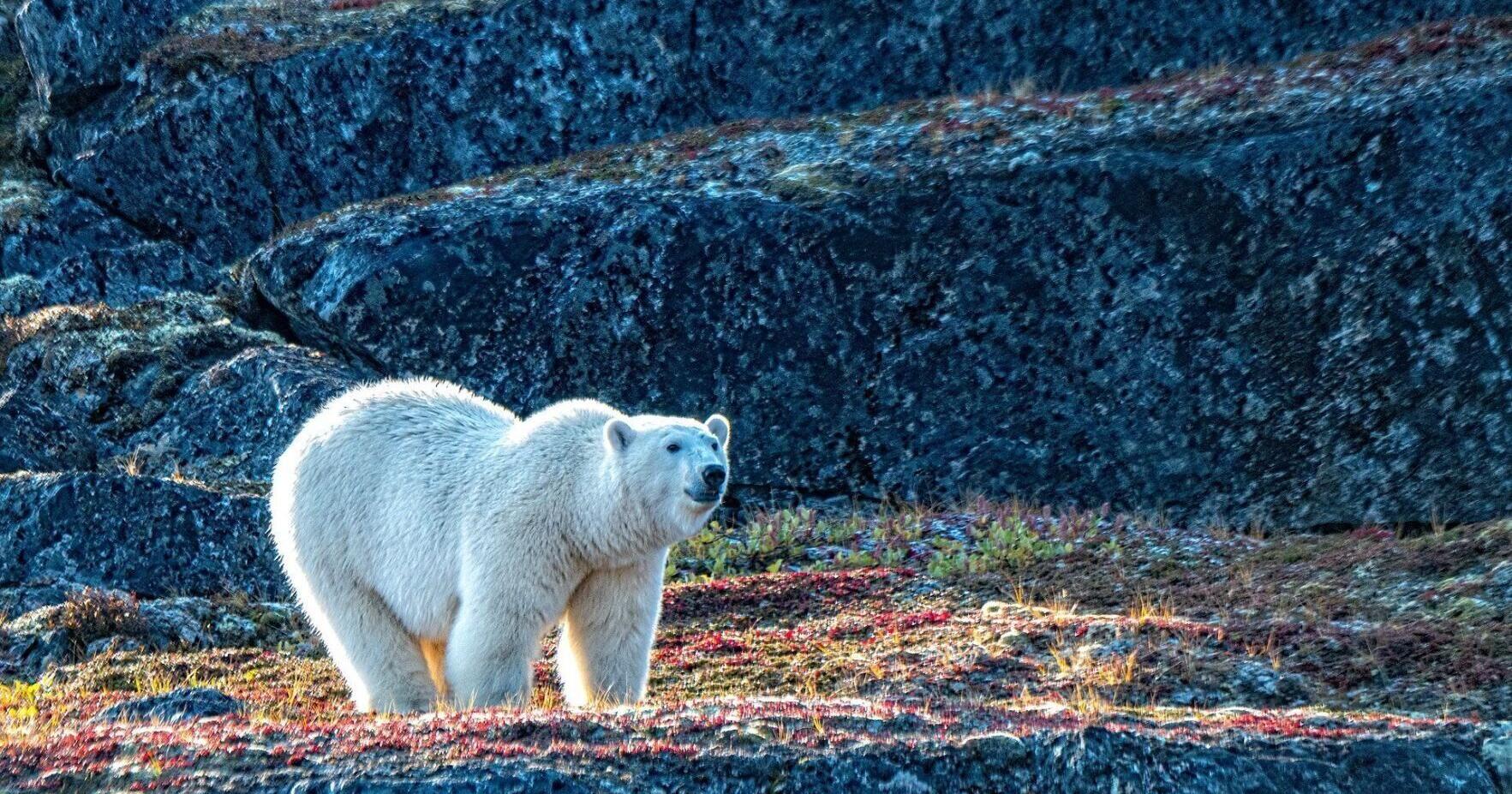 A Northwest Passage cruise is a thrill for polar explorers - Vimarsana News