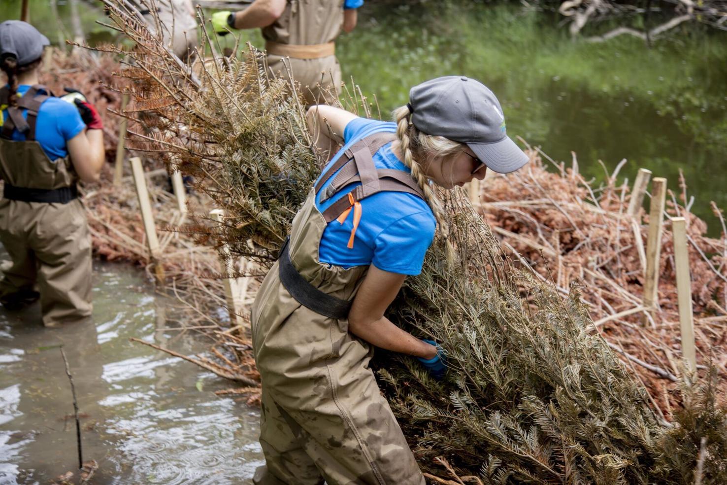 Conservation Halton wants your Christmas Trees