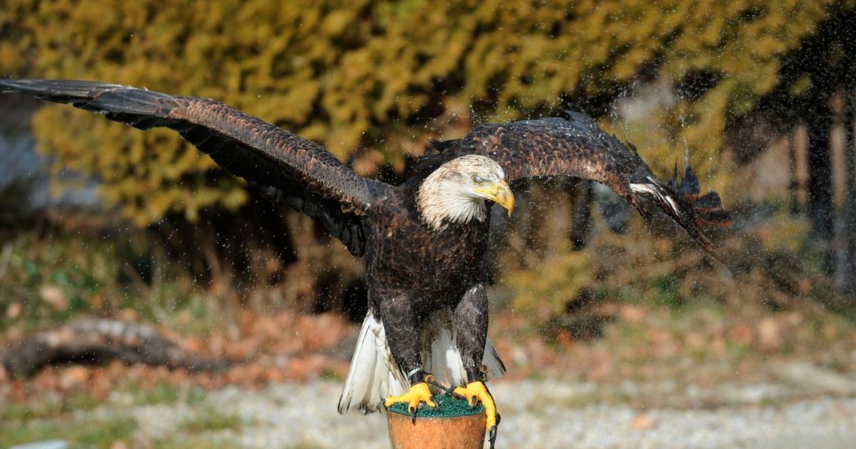 Conservation Halton Foundation set to mark opening of new barn, raptor ...