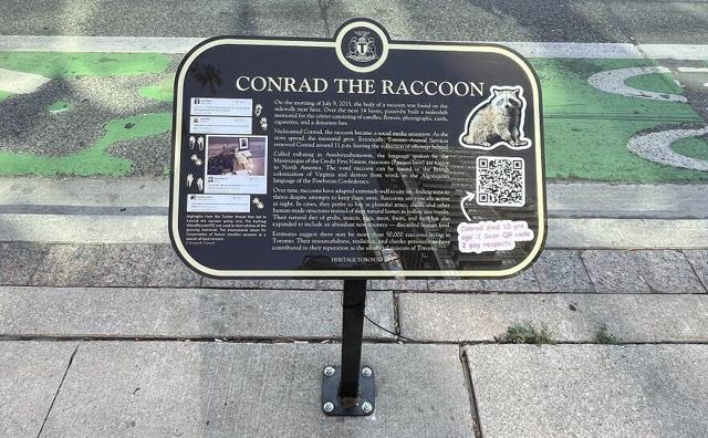 Viral dead Toronto racoon commemorated with plaque
