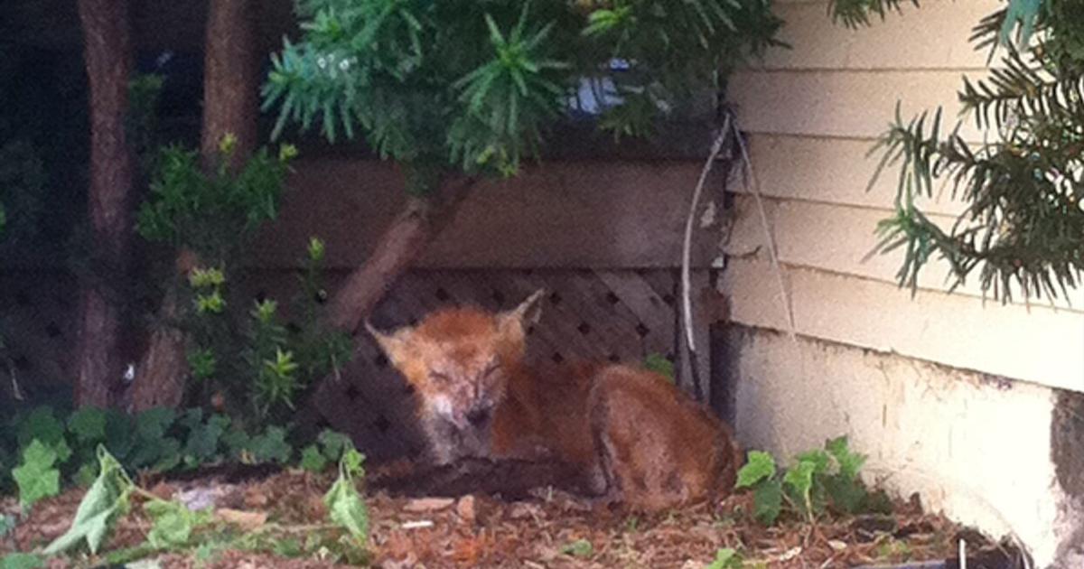 Citizens rescue fox in need of help in downtown Oakville