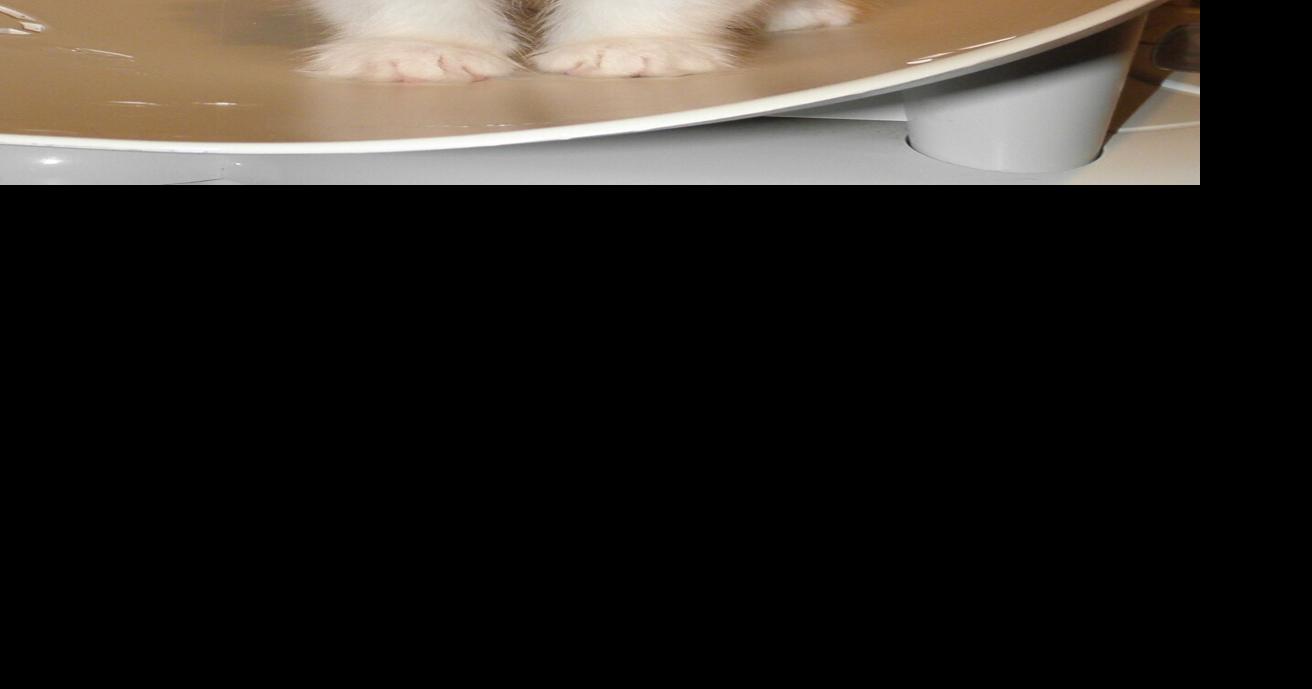 Global Pet Foods Milton has got heart