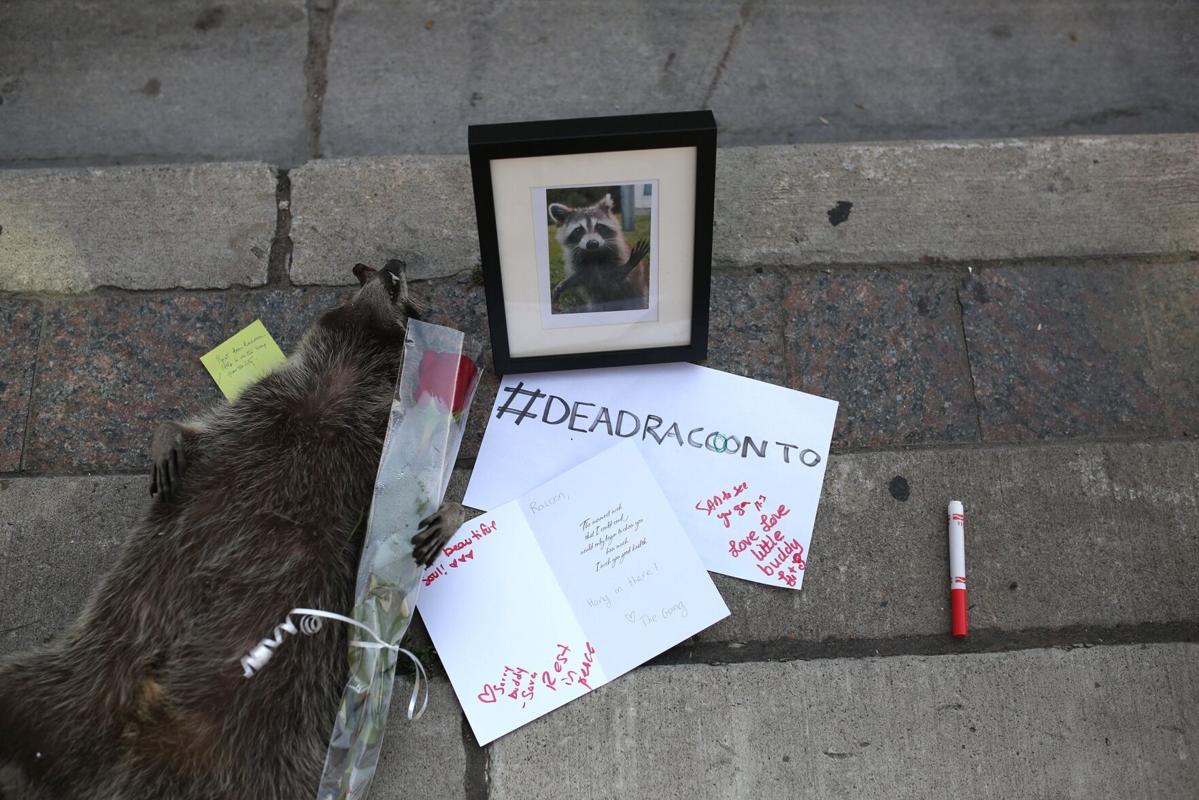 Viral dead Toronto racoon commemorated with plaque