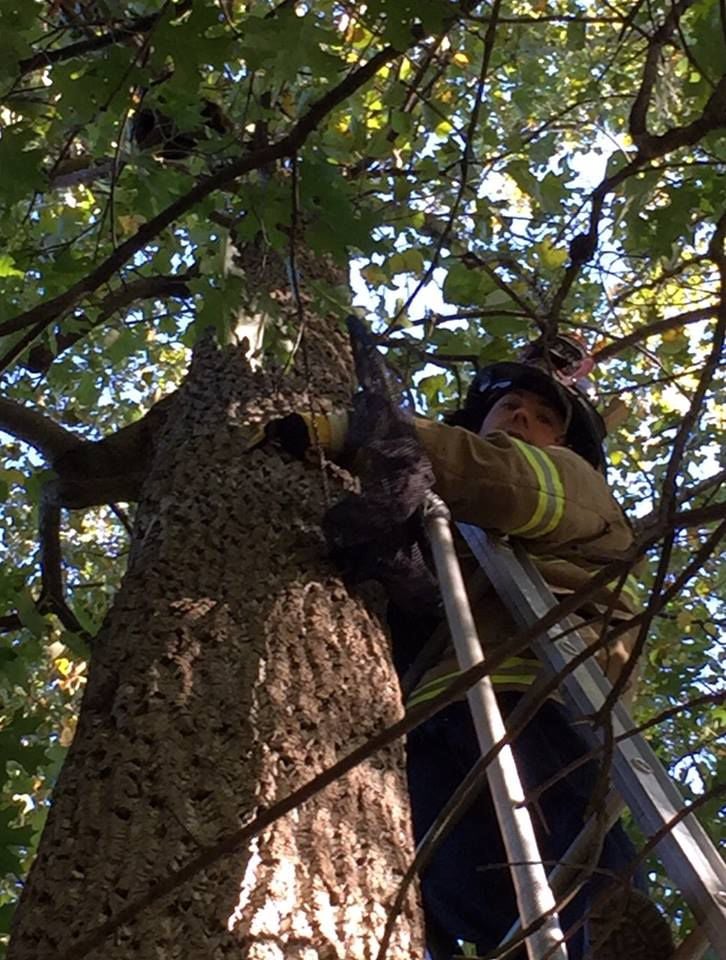 Fairfax County firefighters rescue cat stuck in tree News