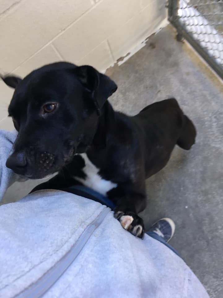 fancy cats and dogs rescue