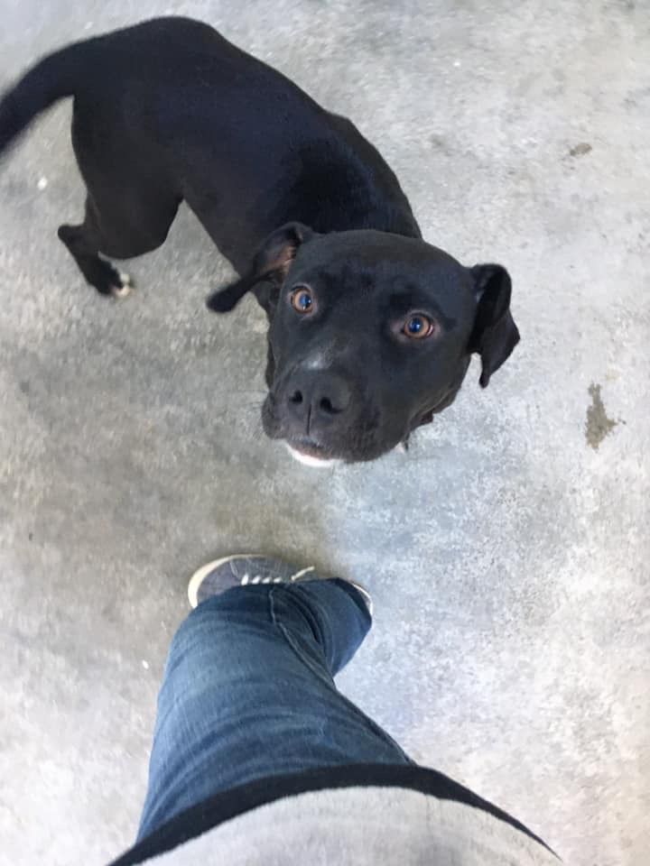 fancy cats and dogs rescue