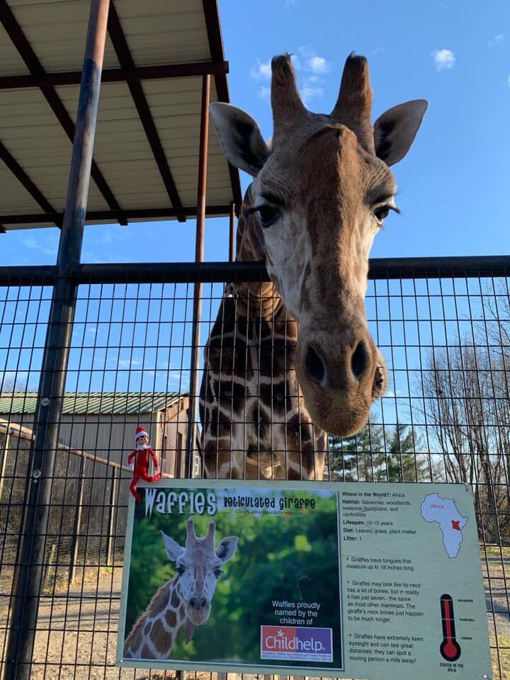 UPDATED Fire claims Roer's Zoofari giraffe Waffles, his new companion