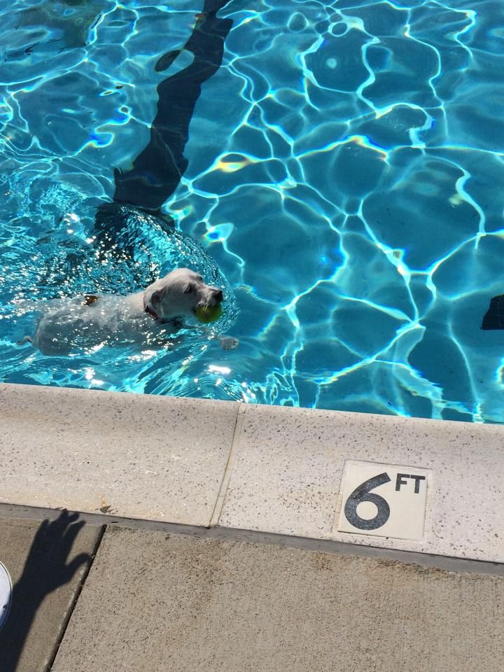 larry weeks community pool