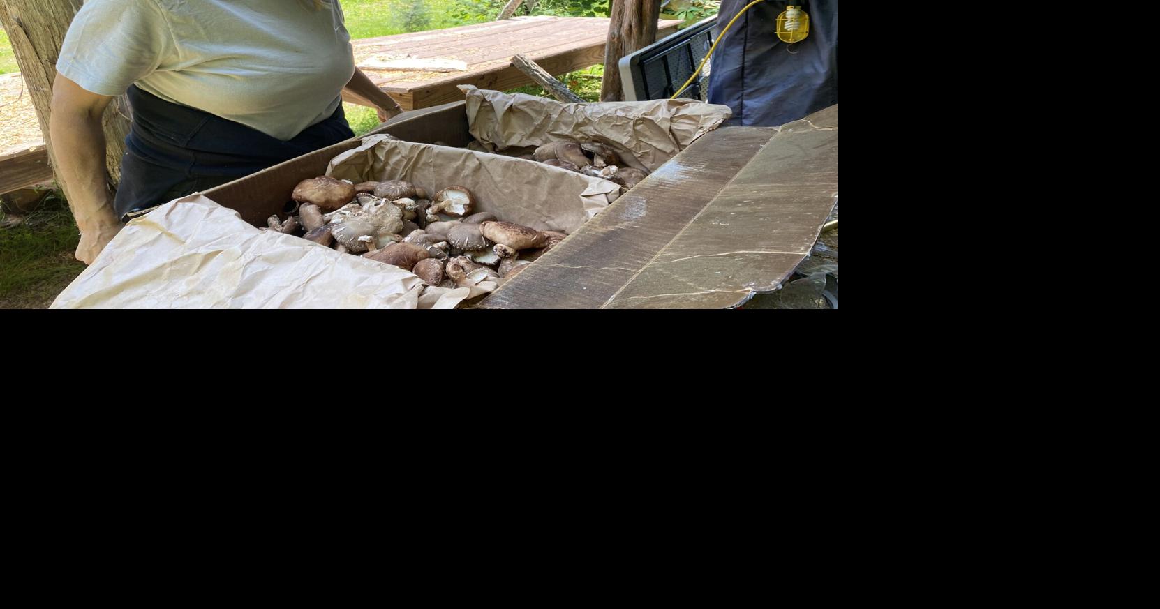 Christmas tree farm branches out InsideNoVa Culpeper Culpeper Times