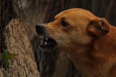 Animal Welfare League To Offer Online Training Sessions News Arlington Insidenova Com