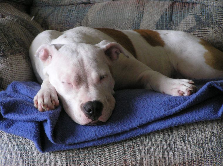 Pit Bull Laws in New Jersey
